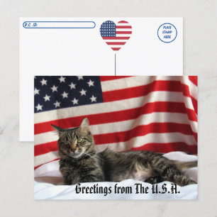 Cat Greetings from the U.S.A. Postcross Postkarte