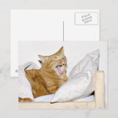 Cat hasst Morgens Postkarte (Vorne/Hinten)