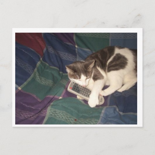 Cat-Hogging remote Postkarte (Vorderseite)