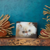 Cat In A Box Fotoplatte (Seite)