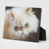Cat In A Box Fotoplatte (Seite)