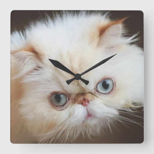 Cat In A Box Quadratische Wanduhr (Vorderseite)