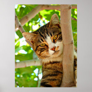 Cat in a Tree  Poster