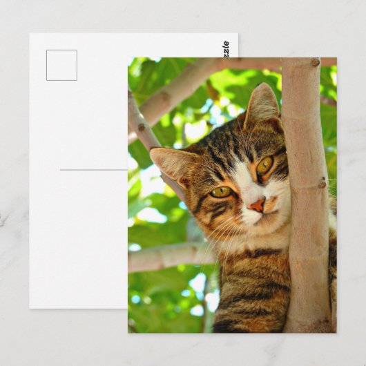 Cat in a Tree  Postkarte (Vorne/Hinten)
