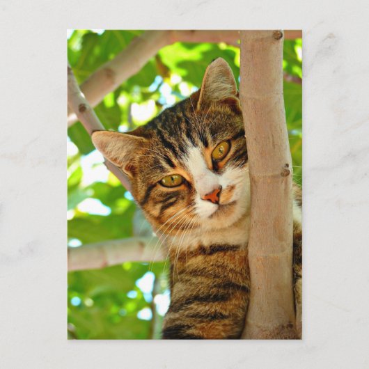 Cat in a Tree  Postkarte (Vorderseite)