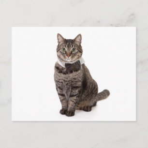 Cat in Tuxedo Postkarte