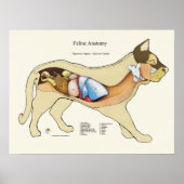 Cat Internal Digestive Anatomy Veterinary Chart Poster (Vorne)