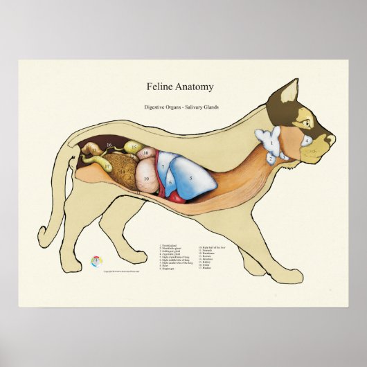 Cat Internal Digestive Anatomy Veterinary Chart Poster (Vorne)