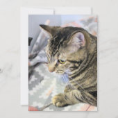 Cat Jigsaw Puzzle Postcard Karte (Vorderseite)