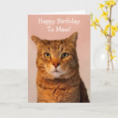 Cat Jokes Funny Birthday Karte (Gelbe Blume)