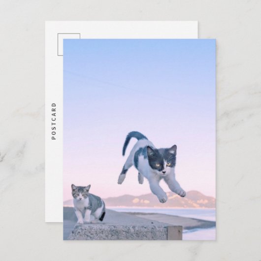 cat jump postcard postkarte (Vorne/Hinten)
