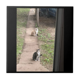 Cat Keramik Tile Fliese