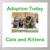 Cat & Kitten Adoption Heute Unterschreiben Poster (Vorne)