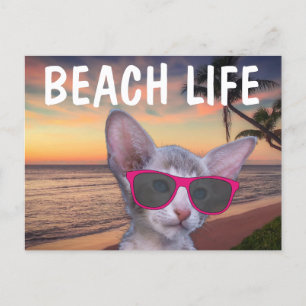 CAT KITTEN AUF STRANDSUGLASSEN Postkarten