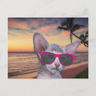 CAT KITTEN AUF STRANDSUGLASSEN Postkarten