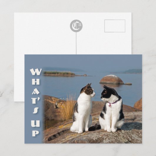 Cat-Konversation Postkarte (Vorne/Hinten)