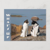 Cat-Konversation Postkarte (Vorderseite)