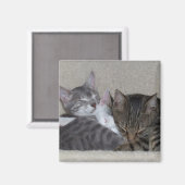 Cat-Kühlschrankmagnet Magnet (Vorderseite/Rückseite)