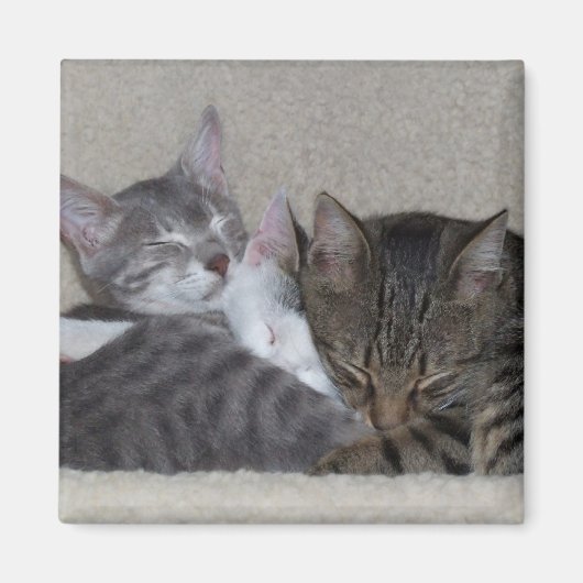 Cat-Kühlschrankmagnet Magnet (Vorne)