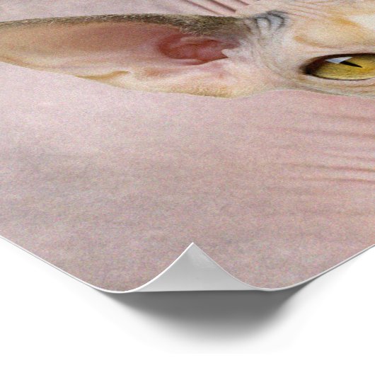 Cat Lady Poster (Ecke)