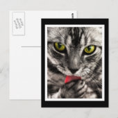 Cat Lick Postkarte (Vorne/Hinten)