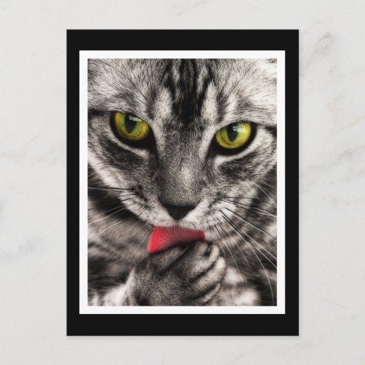 Cat Lick Postkarte (Vorderseite)