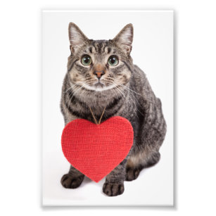 Cat-Liebe Fotodruck