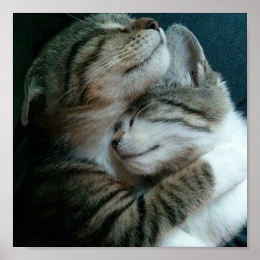 Cat-Liebe Poster (Vorne)