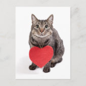 Cat-Liebe Postkarte (Vorderseite)