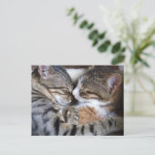 Cat Liebe Postkarte (Stehend Vorderseite)