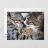Cat Liebe Postkarte (Vorne/Hinten)