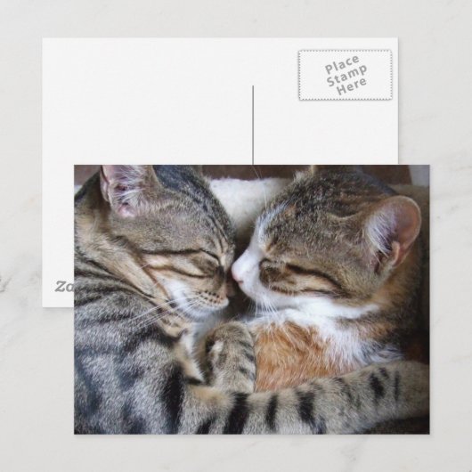 Cat Liebe Postkarte (Vorne/Hinten)