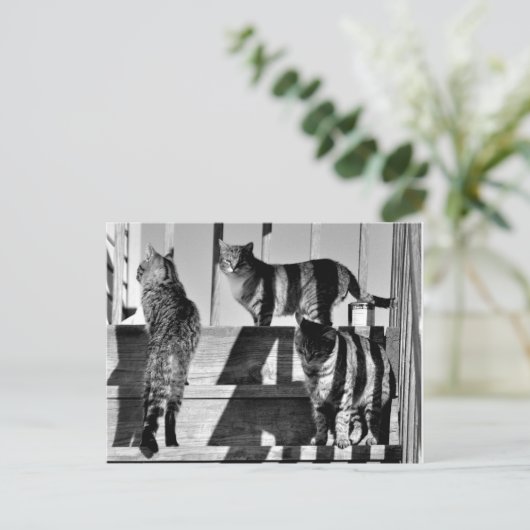 Cat Lines Postkarte (Stehend Vorderseite)