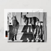 Cat Lines Postkarte (Vorne/Hinten)