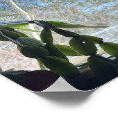 Cat Looking Out Window Poster (Ecke)