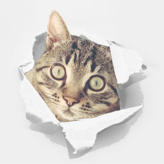 Cat Lovers Face Fun Aufkleber (Vorderseite)