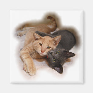 Cat Lovers Magnet