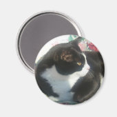 Cat Magmet Magnet (Vorderseite/Rückseite)