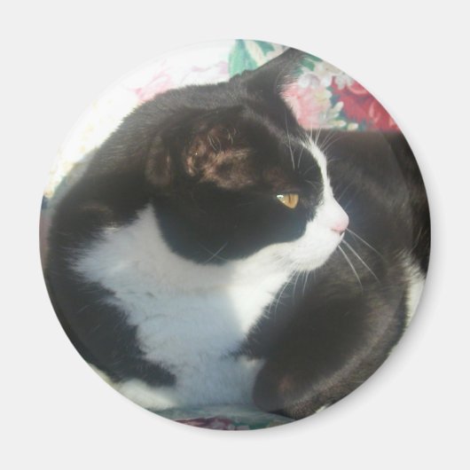 Cat Magmet Magnet (Vorne)