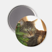 Cat Magnet (Vorderseite/Rückseite)