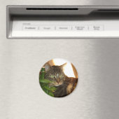 Cat Magnet (In Situ (Geschirrspüler))