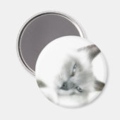 Cat Magnet (Vorderseite/Rückseite)