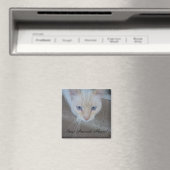 Cat Magnet (In Situ (Geschirrspüler))