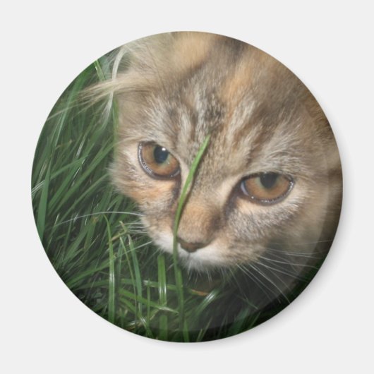 Cat Magnet (Vorne)