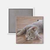 Cat Magnet (Vorderseite/Rückseite)