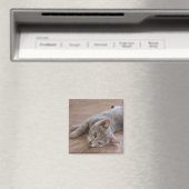 Cat Magnet (In Situ (Geschirrspüler))