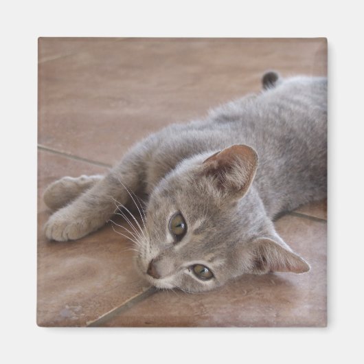 Cat Magnet (Vorne)