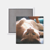 Cat Magnet (Vorderseite/Rückseite)