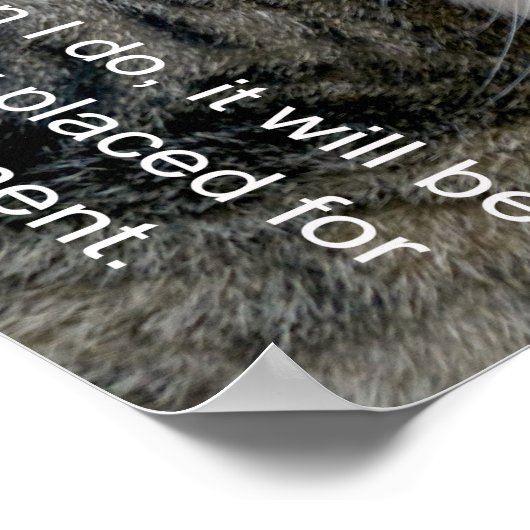 Cat Meme Poster (Ecke)