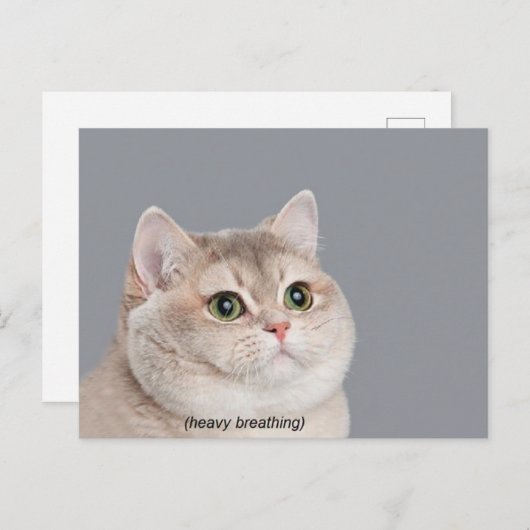 Cat Meme Postkarte (Vorne/Hinten)